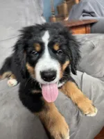 Breezy , a female Bernese Mountain Dog for sale in Monroe, MI – 2 of 7