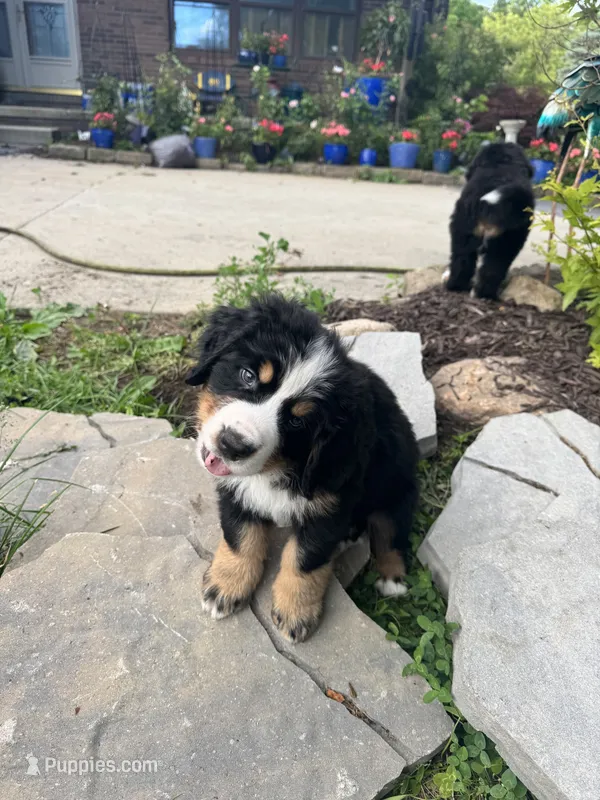 Bolt  – Bernese Mountain Dog puppy for sale in Monroe, MI