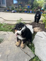 Bolt , a male Bernese Mountain Dog for sale in Monroe, MI – 1 of 2