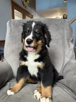 Sunny , a female Bernese Mountain Dog for sale in Monroe, MI – 7 of 9