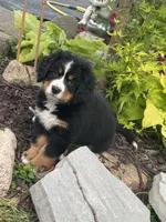 Rain, a female Bernese Mountain Dog for sale in Monroe, MI – 1 of 1
