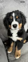 Rain , a female Bernese Mountain Dog for sale in Monroe, MI – 6 of 8