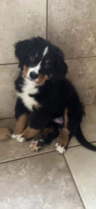 Sunny  – Bernese Mountain Dog puppy for sale in Monroe, MI