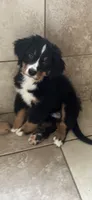Sunny , a female Bernese Mountain Dog for sale in Monroe, MI – 1 of 9