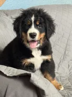 Rain, a female Bernese Mountain Dog for sale in Monroe, MI – 9 of 9