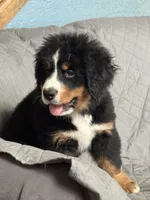Rain , a female Bernese Mountain Dog for sale in Monroe, MI – 3 of 8