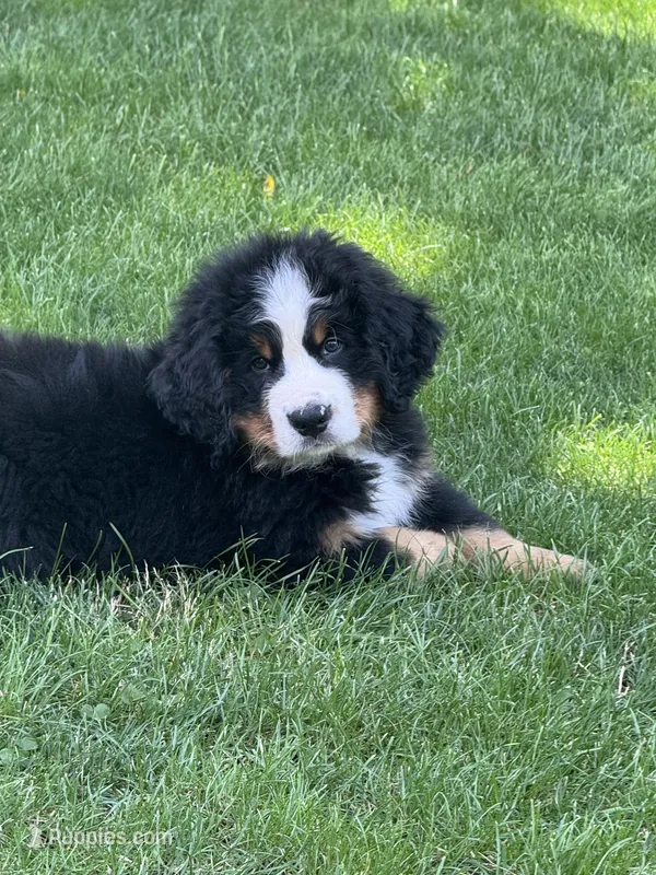 Thunder  – Bernese Mountain Dog puppy for sale in Monroe, MI