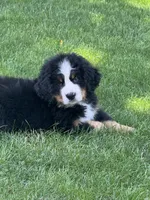 Thunder , a male Bernese Mountain Dog for sale in Monroe, MI – 1 of 1