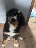 Rain, a female Bernese Mountain Dog for sale in Monroe, MI – 6 of 9