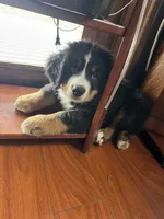 Rain, a female Bernese Mountain Dog for sale in Monroe, MI – 5 of 9