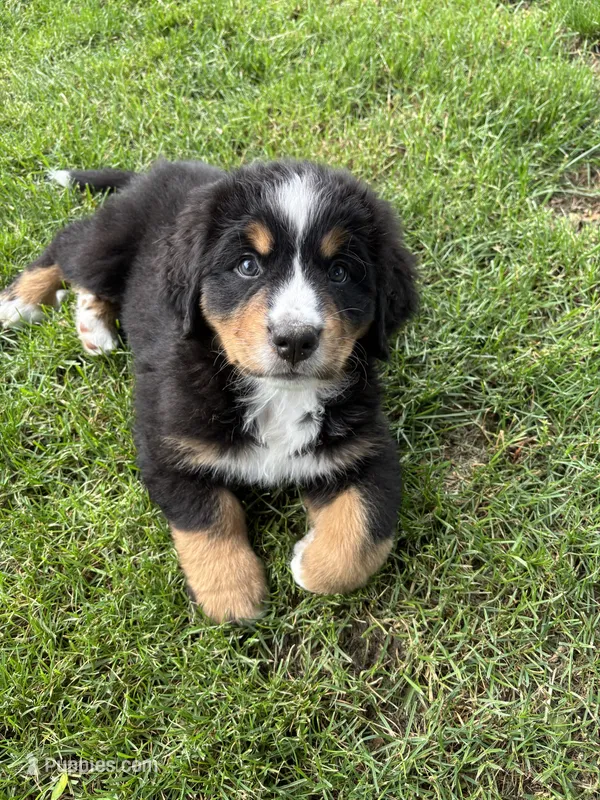 Breezy  – Bernese Mountain Dog puppy for sale in Monroe, MI