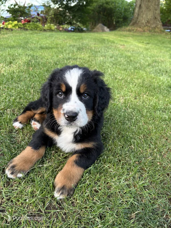 Sky – Bernese Mountain Dog puppy for sale in Monroe, MI
