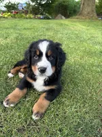 Sky, a female Bernese Mountain Dog for sale in Monroe, MI – 1 of 2