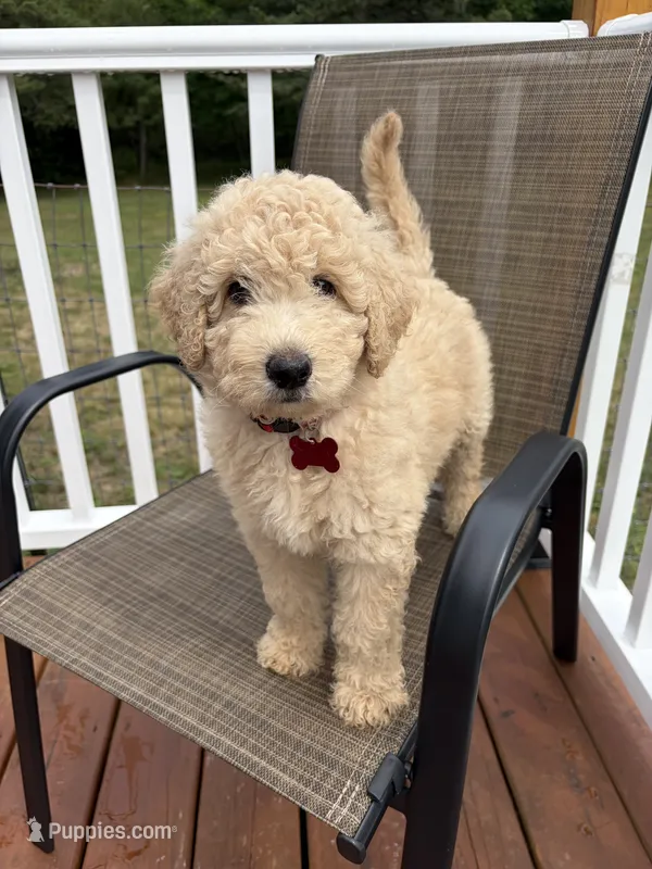 Rosie – Goldendoodle puppy for sale in Glenfield, NY