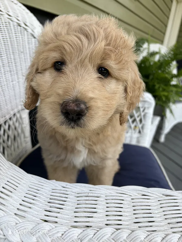 Mattie – Goldendoodle puppy for sale in Glenfield, NY