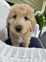 Mattie, a female Goldendoodle for sale in Glenfield, NY – 1 of 2