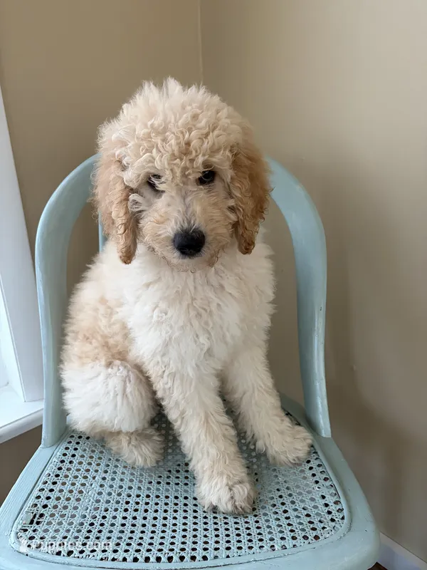 Polly – Goldendoodle puppy for sale in Glenfield, NY