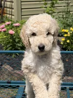 Aspen, a female Goldendoodle for sale in Glenfield, NY – 1 of 1