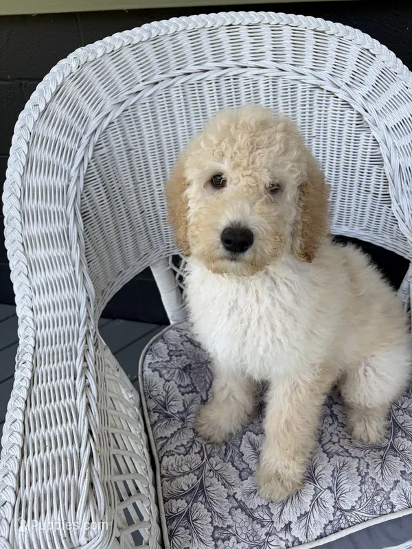 Oliver – Goldendoodle puppy for sale in Glenfield, NY