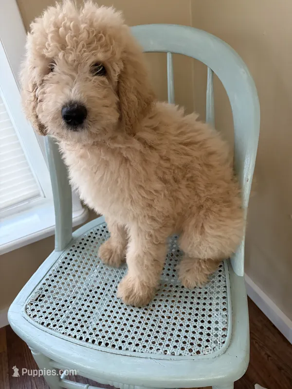 Rosie – Goldendoodle puppy for sale in Glenfield, NY
