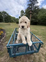 Oliver, a male Goldendoodle for sale in Glenfield, NY – 2 of 2
