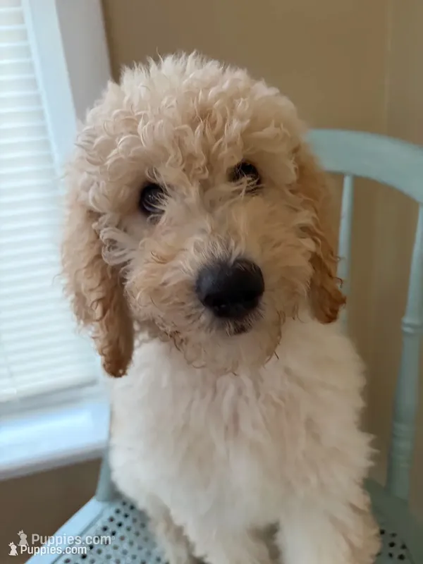Polly – Goldendoodle puppy for sale in Glenfield, NY