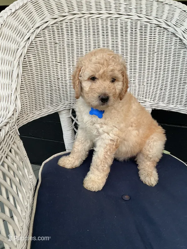 Polly – Goldendoodle puppy for sale in Glenfield, NY