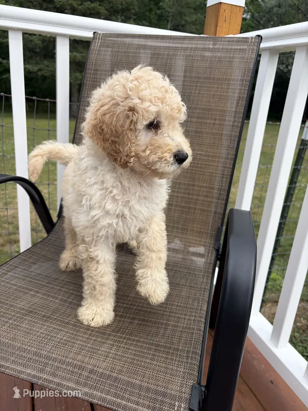 Oliver – Goldendoodle puppy for sale in Glenfield, NY