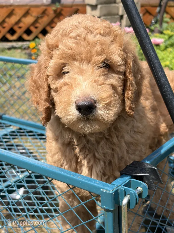 Big Red – Goldendoodle puppy for sale in Glenfield, NY