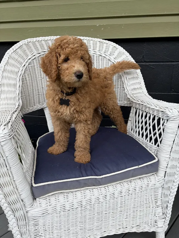 Big Red – Goldendoodle puppy for sale in Glenfield, NY