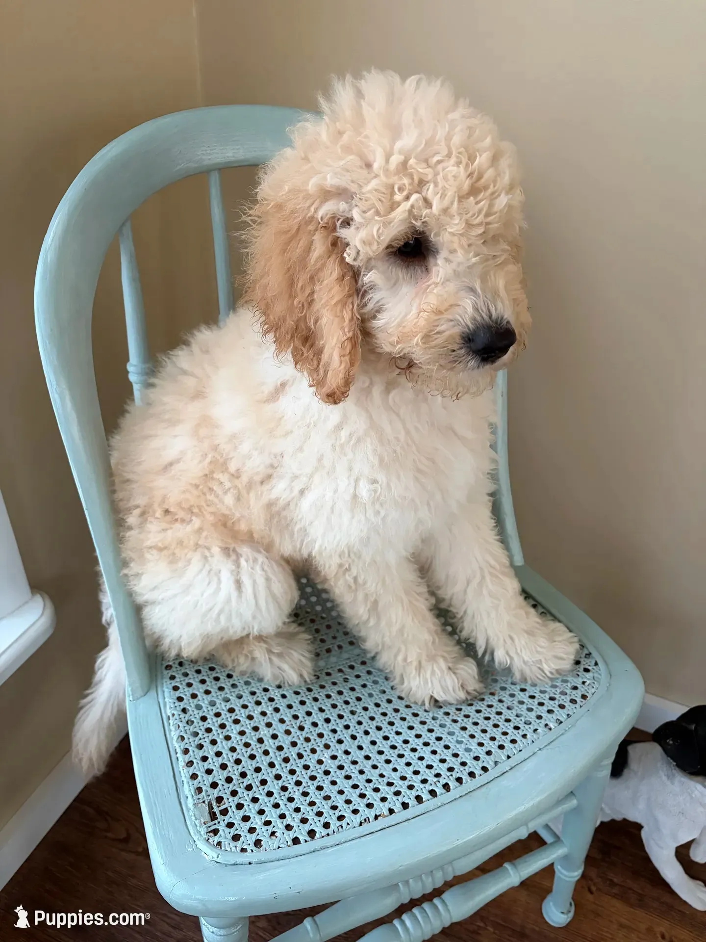 Polly, a female Goldendoodle for sale in Glenfield, NY – 2 of 2