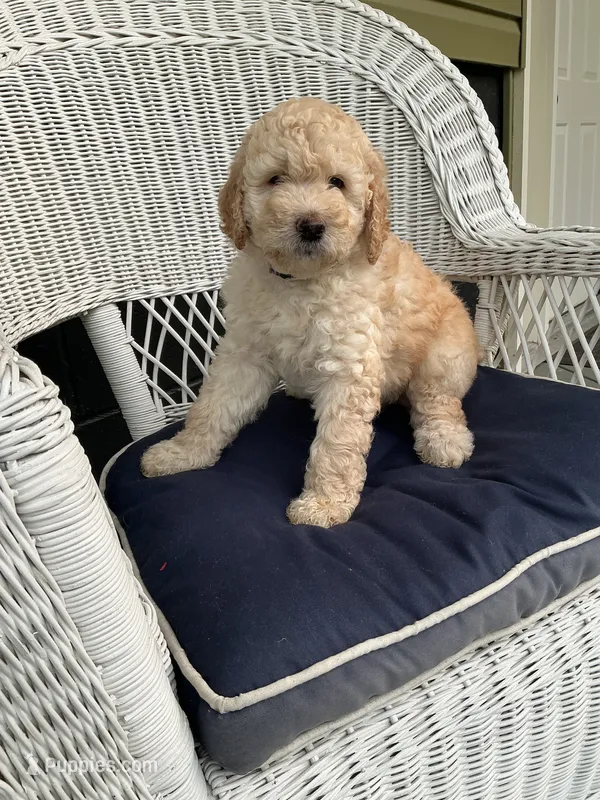 Marshmallow  – Goldendoodle puppy for sale in Glenfield, NY