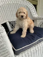 Marshmallow , a female Goldendoodle for sale in Glenfield, NY – 1 of 1