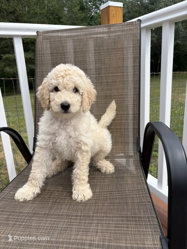 Aspen – Goldendoodle puppy for sale in Glenfield, NY