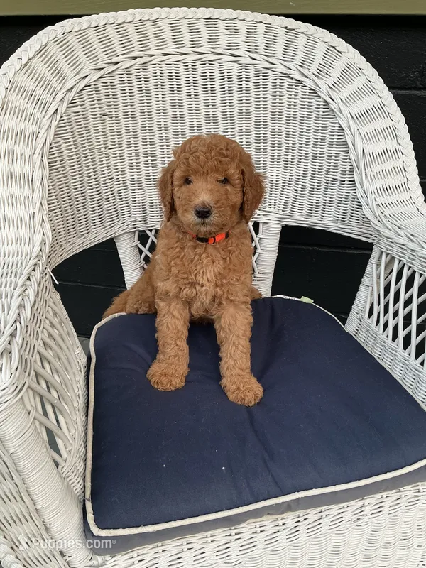 Big Red – Goldendoodle puppy for sale in Glenfield, NY