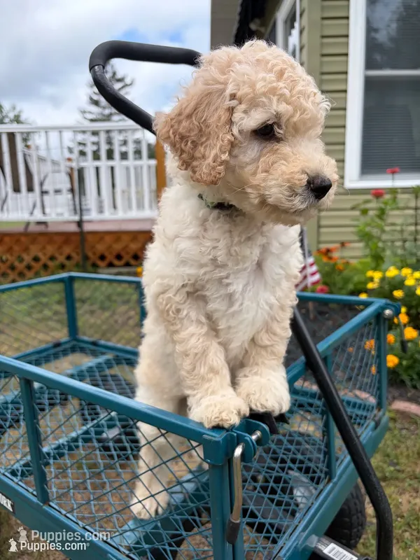 Oliver – Goldendoodle puppy for sale in Glenfield, NY