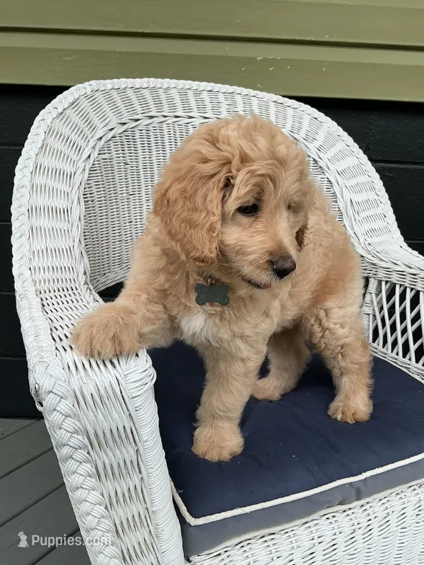Mattie – Goldendoodle puppy for sale in Glenfield, NY