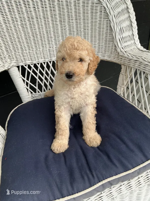 Rosie – Goldendoodle puppy for sale in Glenfield, NY