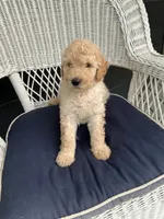 Rosie, a female Goldendoodle for sale in Glenfield, NY – 1 of 1