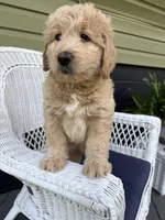 Mattie, a female Goldendoodle for sale in Glenfield, NY – 2 of 2
