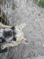 Desi, a female French Bulldog for sale in Jasper, FL – 2 of 3