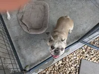 Desi, a female French Bulldog for sale in Jasper, FL – 3 of 3