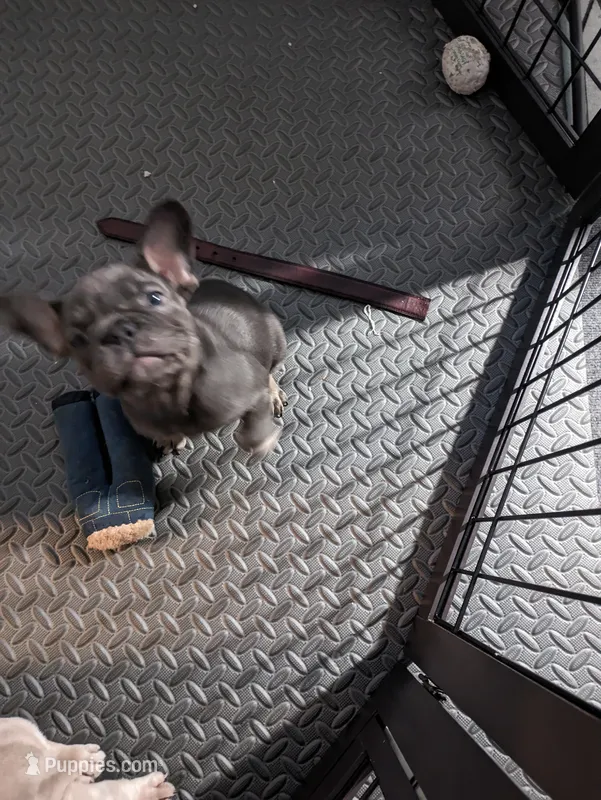 Benjamin – French Bulldog puppy for sale in Jasper, FL