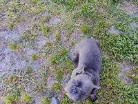 Benjamin, a male French Bulldog for sale in Jasper, FL – 2 of 3