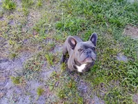Benjamin, a male French Bulldog for sale in Jasper, FL – 3 of 3