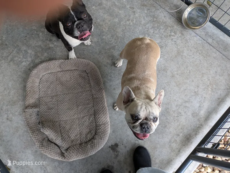 Desi – French Bulldog puppy for sale in Jasper, FL