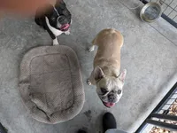 Desi, a female French Bulldog for sale in Jasper, FL – 1 of 3