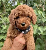 Teddy, a male Miniature Goldendoodle for sale in Orlando, FL – 2 of 2