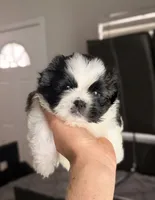 Duque, a male Shih Tzu for sale in Orlando, FL – 1 of 3