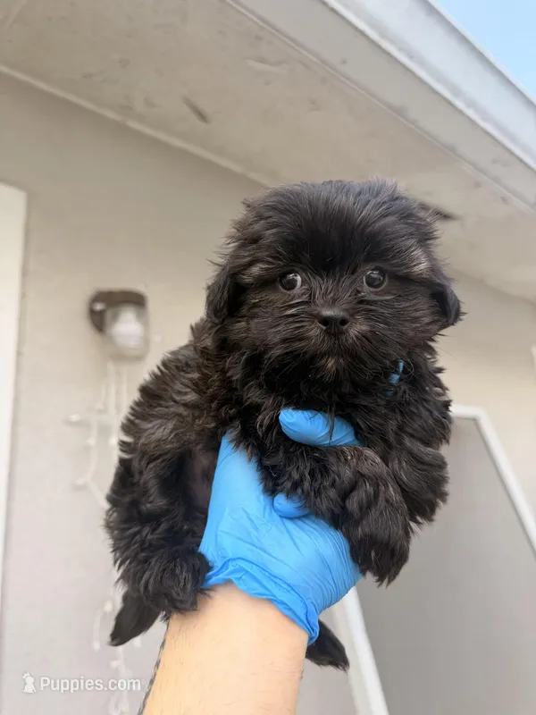 Noé  – Shih Tzu puppy for sale in Orlando, FL